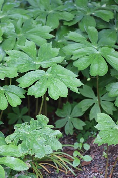 Podophyllum peltatum