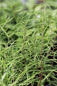 Polygonatum sibiricum