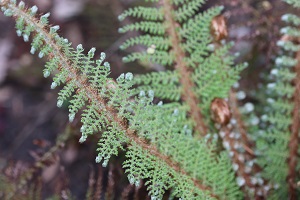 Polystichum setiferum 'Divisilobum'