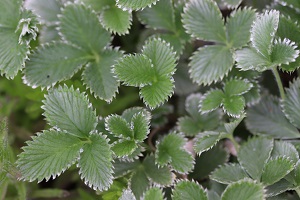 Potentilla atrosanguinea 'Red'