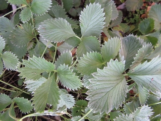 Potentilla atrosanguinea 'Red'