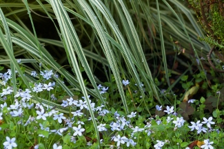 Pratia angulata