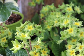 Primula 'Green Lace'