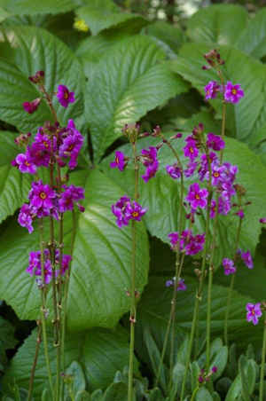 Primula anisodora