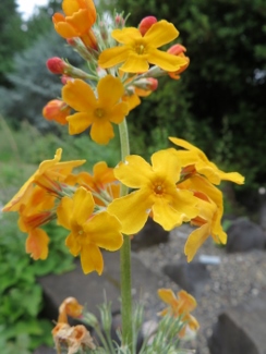 Primula bullyeana