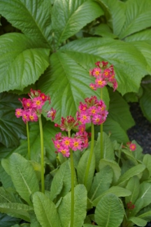 Primula burmanica