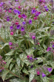 Pulmonaria 'Early Bird'