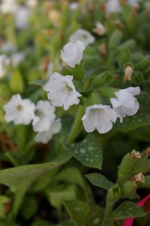 Pulmonaria 'White Echo'