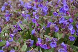 Pulmonaria angustifolia ssp. azurea