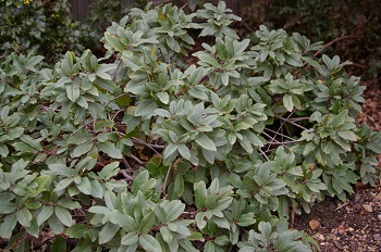 Rhamnus californica 'Seaview'