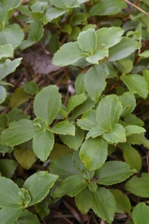 Ribes davidii