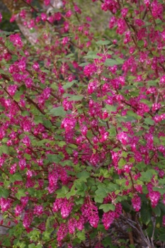 Ribes sanguineum 'Elk River Red'