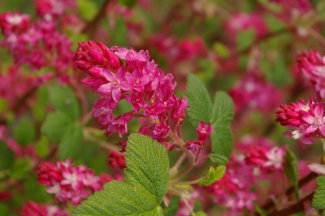 Ribes sanguineum 'Mesa Red'