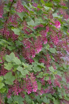 Ribes sanguineum var. glutinosum 'Claremont'