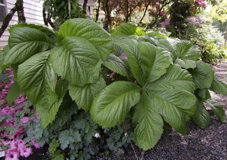 Rodgersia aesculifolia