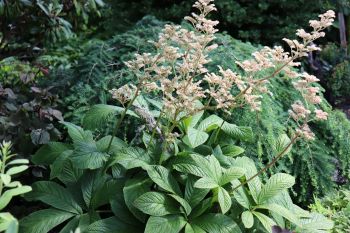 Rodgersia pinnata 'Superba'