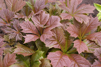 Rodgersia podophylla