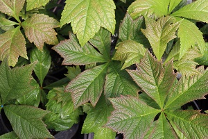 Rodgersia podophylla 'Rotlaub'