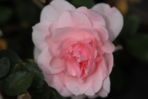 Rosa 'Bonica' (Meiland, 1982)