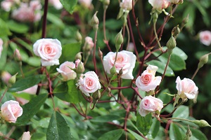 Rosa 'Cecile Brunner' (shrub)