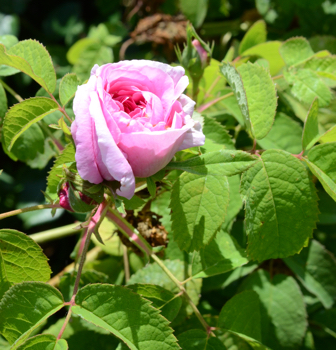 Rosa 'Duchesse de Rohan'