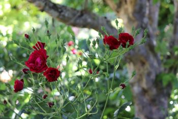 Rosa 'Eutin'
