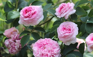 Rosa 'Felicia'