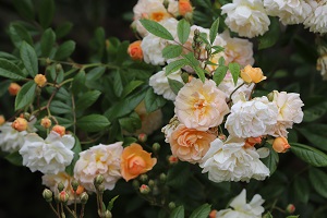 Rosa 'Ghislaine de Feligonde'