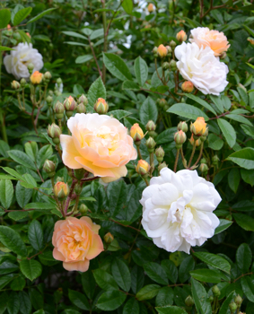 Rosa 'Ghislaine de Feligonde'