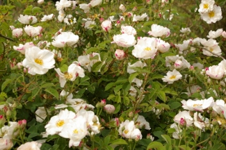 Rosa 'Hebe's Lip'