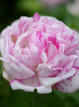 Rosa 'Honorine de Brabant'