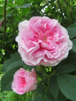 Rosa 'Konigen von Danemark'