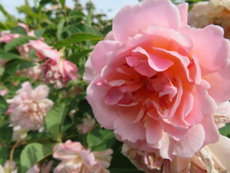 Rosa 'Lucetta'