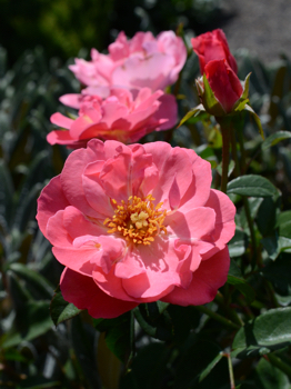 Rosa 'Munchen'