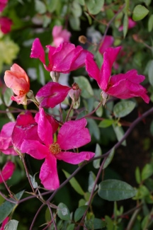 Rosa 'Mutabilis'