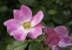 Rosa 'Nearly Wild'