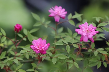 Rosa 'Pompon de Paris'