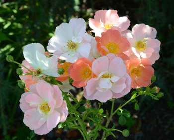 Rosa 'Rachel Bowes Lyon'