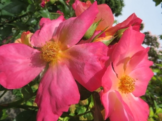 Rosa 'Radway Sunrise'