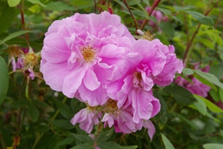 Rosa 'Therese Bugnet'