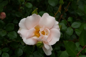 Rosa 'Vogelpark Walsrode' (Kordes, 1988)