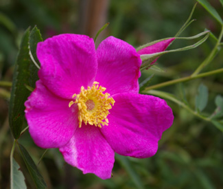 Rosa foliolosa