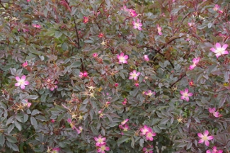 Rosa glauca
