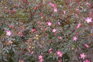 Rosa glauca