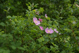 Rosa pisocarpa