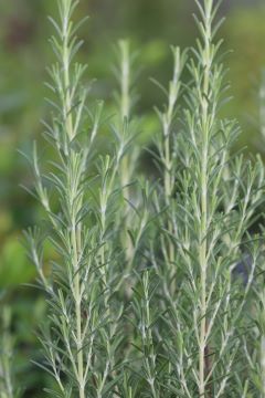 Rosmarinus officinalis 'Arp'