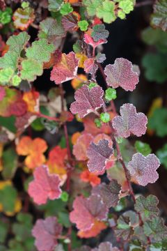 Rubus pentalobus