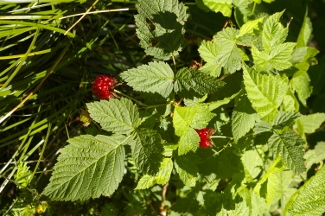 Rubus ursinus