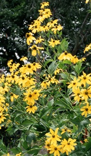 Rudbeckia 'Herbsonne'