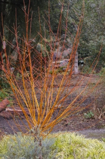 Salix alba 'Britzensis'